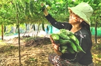 Quảng Ninh: Thuận vợ thuận chồng, ông Thuận trồng cây, quả sạch thu nhập cao