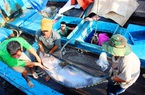 Bình Định làm gì để tiêu thụ hàng nghìn tấn cá ngừ đại dương "khủng", nhiều con nặng cả tạ?