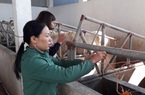 Hội Nông dân tỉnh Thái Nguyên giải ngân 3,4 tỷ đồng Quỹ Hỗ trợ nông dân thực hiện 7 dự án trồng trọt, chăn nuôi