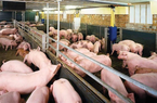 Công ty nuôi lợn ở Hà Tĩnh sắp trả cổ tức tỷ lệ 40% bằng tiền