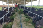 Quảng Nam: Một doanh nghiệp đầu tư 760 tỷ vào chăn nuôi gia súc công nghệ cao