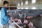 Giá thức ăn chăn nuôi tăng vù vù, nông dân nuôi lợn cầm chừng, đại lý cám cũng "vỡ mặt"