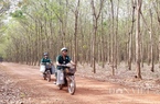 Đất trồng cao su khó cưỡng trước sức hút kinh doanh hạ tầng khu công nghiệp