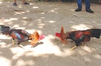 Đà Nẵng: Đá gà trong dịch Covid-19, 15 người bị đề nghị xử phạt 225 triệu đồng
