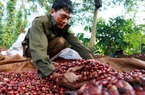 Giá nông sản hôm nay 21/5: Cà phê quay đầu giảm, giá tiêu tiếp tục đi ngang