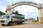 Doanh nghiệp Việt xuất khẩu lợn sang Campuchia cần theo đường chính ngạch