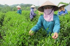 Đang khủng hoảng vì dịch Covid-19, Ấn Độ vẫn nhập cả nghìn tấn nông sản này của Việt Nam để làm gì?