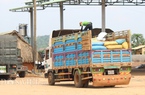 Nhập khẩu hơn 836.000 tấn điều thô của Campuchia: Nghi ngờ con số quá lớn