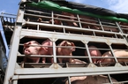 Tạm ngừng nhập khẩu lợn sống Thái Lan vào Việt Nam 