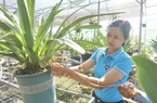 Đà Nẵng: Ngắm vườn lan rừng trị giá hàng chục tỷ đồng với la liệt các loài hoa lan giả hạc đột biến đắt tiền