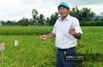 Bảo vệ thương hiệu gạo ST25 trước doanh nghiệp nước ngoài: Vừa phản đối vừa xúc tiến đăng ký