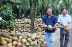 Giá dừa khô tăng cao, đạt mức hơn 100.000 đồng/chục