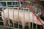 Giá lợn hơi trong nước tiếp tục giảm, xuống mức thấp nhất trong 1 năm qua