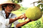 Quảng Nam: Một ông nông dân trồng vườn 10 loại cây đặc sản, trong đó có quả bưởi to như quả mít nặng 5kg