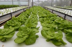 Lâm Đồng ban hành tiêu chí sản xuất nông nghiệp công nghệ cao