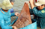 Mỹ-EU tăng tốc thu gom, một loài thủy sản của Việt Nam thu ngay 1,26 tỷ USD