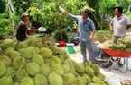 Giá nhiều trái cây chạm đáy, riêng giá sầu riêng vẫn neo cao, nông dân có sầu không sầu vì Covid-19