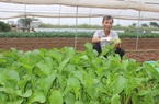 Hà Nội: Tiếp vốn giúp nông dân Chúc Sơn trồng rau an toàn