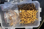 Hà Nội: Bắt gần 500 con đông trùng hạ thảo không rõ nguồn gốc