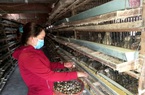 Phú Yên: Giá trứng lao dốc mạnh, nông dân bán tháo loài chim mắn đẻ này vì sợ phải nuôi "báo cô"