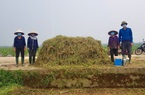 Biến rơm rạ thành phân hữu cơ, nhà nông ngoại thành Hà Nội hưởng lợi kép