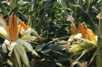 SSC - Thương hiệu hạt giống của nhà nông