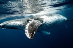 "Va" phải xác cá voi, bất ngờ tìm được "kho báu" trị giá 35 tỷ đồng trong bụng cá