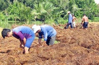Hậu Giang: Giá bán loại nấm ăn ngọt lừ này tăng cao, nông dân ra đồng hối hả đắp ụ trồng