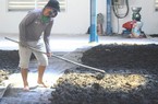 Long An: Loài cây mọc dại trước chỉ mong bỏ đi thật nhanh mà giờ làm cách này ai cũng thích mà lại có tiền