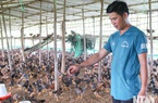 Ninh Thuận: Giá cám công nghiệp "nhảy" như giá vàng, nông dân thà "bấm bụng" bỏ chuồng hoang