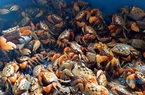 Ở Nông Cống có thứ đặc sản bốc mùi rất đặc biệt, bán thứ bốc mùi này kiếm tiền triệu mỗi ngày