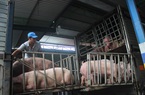 Số lượng heo thịt tỉnh Đồng Nai cung cấp cho thị trường TP HCM giảm hơn 1.000 con/ngày đêm