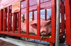 Quảng Ninh: Những chú lợn trở thành "ông Voi" được rước kiệu trong lễ hội đình làng Trà Cổ