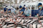 Xuất khẩu cá tra tăng mạnh nhưng người nuôi cá và doanh nghiệp đều...không vui