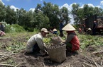 Tây Ninh: Thứ cây nhổ gốc lên bao nhiêu là củ, dân bán được giá hời, nhà nào trồng nhà đó có lời