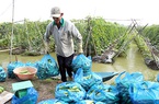 Hậu Giang: Rau xanh, trái cây, tôm, cá "muốn ra chợ" lắm, nhưng tài xế sợ bị lây Covid-19 nên không dám chở