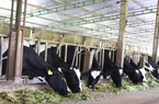 Cần Thơ: Doanh nghiệp "cầu cứu", mong được hỗ trợ duy trì trang trại bò sữa 500 con vì sữa không bán được