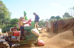 Tại sao giá cà phê Việt Nam bán cho thế giới tăng còn bán cho Trung Quốc lại giảm?