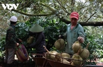 Siết chặt lao động ngoại tỉnh tới Đắk Lắk khi vào mùa của loại quả "hái ra tiền"