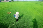 Ảnh hưởng Covid-19, nông nghiệp Bình Định vẫn tăng trưởng "ngoạn mục"