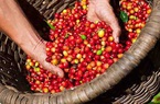 Giá nông sản hôm nay 23/7: Tiêu giảm nhẹ, cà phê tăng sốc