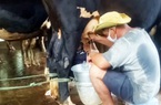 Vụ nông dân Sóc Trăng đổ bỏ sữa bò vì không bán được: Đã thu mua sữa bình thường