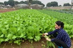 Hà Nội: Ngày càng nhiều vùng sản xuất an toàn, nói "không" với thuốc bảo vệ thực vật