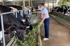 Bà Rịa-Vũng Tàu: Vẫn còn hơn 10 tấn sữa chua thơm ngon nức tiếng cần hỗ trợ