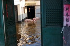 Lũ lụt kinh hoàng, người nông dân Trung Quốc cay đắng nhìn sinh kế bị cuốn trôi