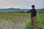 Thanh Hóa: Lấp cống để thi công cao tốc Bắc - Nam khiến 13 ha lúa của nông dân "bị chết đuối"