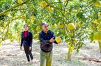 Tuyên Quang: Bưởi đặc sản cho nông dân Yên Sơn thu nhập khá
