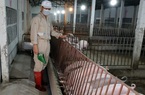 Giá lợn hơi giảm sâu cuối quý III may ra mới phục hồi, nhập khẩu thịt lợn từ Nga vẫn tăng 608%