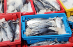 Bình Thuận: Cá tươi Phan Thiết rớt giá thảm mà bán trầy trật, ngư dân kêu khó sống