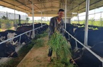 Quảng Nam: 30 năm theo nghề chăn nuôi, nông dân mới đổi đời nhờ giống bò siêu bự